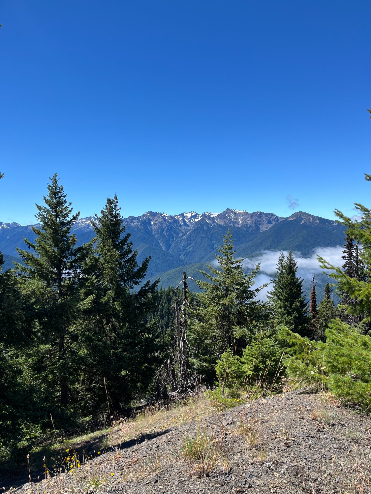 Pacific Northwest mountains and forest landscape